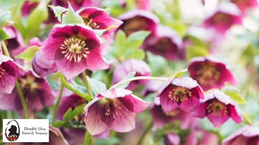 How to Plant and Care for Hellebores in Your Garden