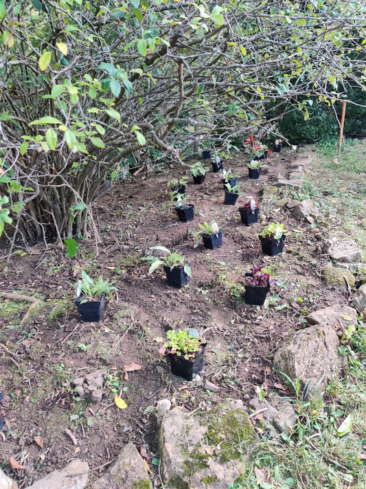 Preparing Your Flower Bed for Planting