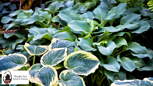 Summer Care for Your Hostas