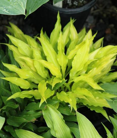 Hosta CURLY FRIES shipped from Grower to your door Hosta CURLY FRIES shipped from Grower to your door