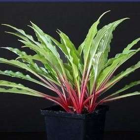 Hosta Razor's Edge 5.25" Pot Well Rooted Perennial Shade Plant