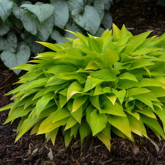 Hosta Munchkin Fire 5.25" Pot Well Rooted Perennial Shade Unusual Miniature