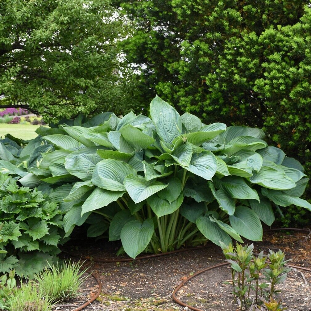 Hosta Empress Wu 5.25" Pot Perennial Shade Proven Winners Hosta of the Year 2023