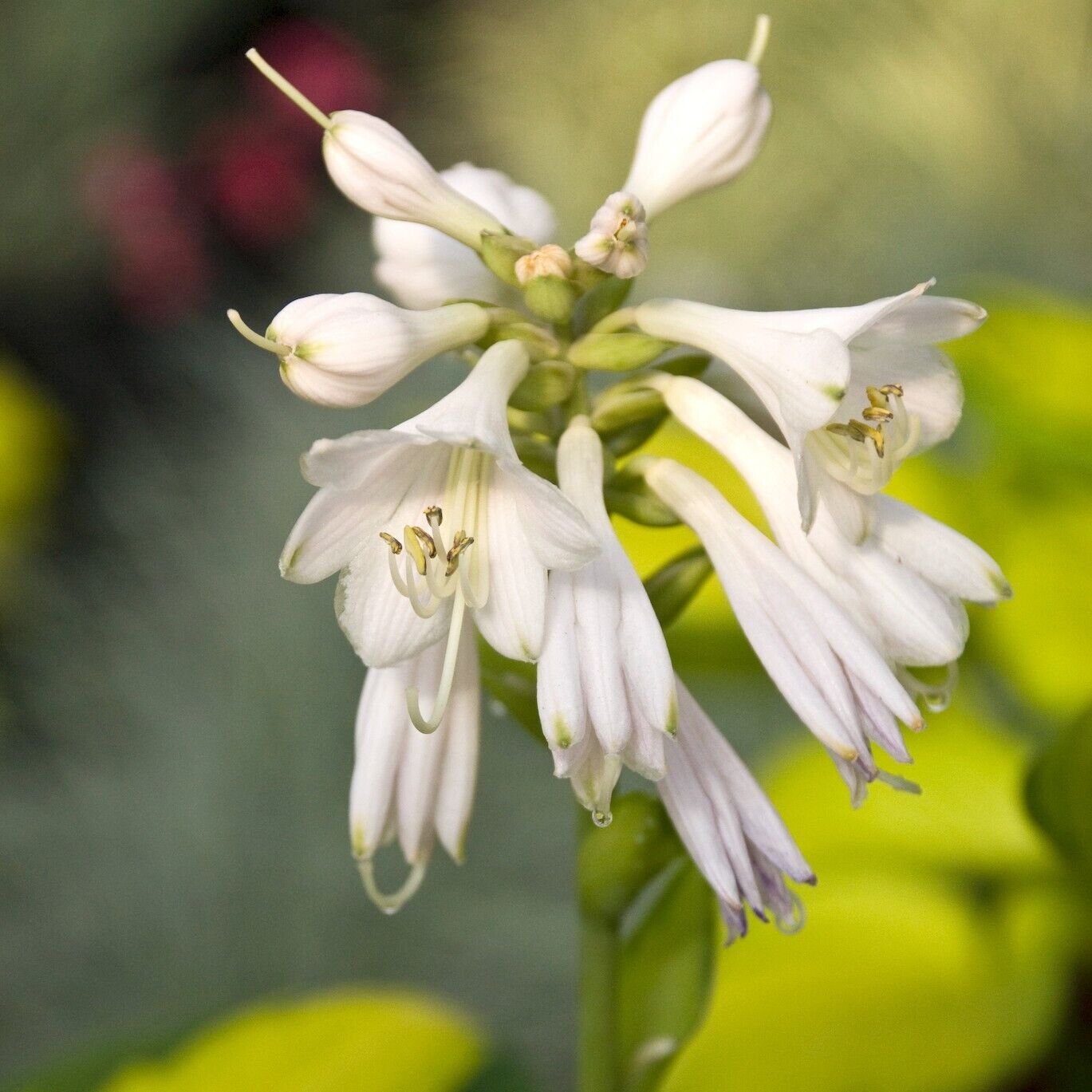 Hosta Rainforest Sunrise Well Rooted 5.25" Pot Perennial Shade Plant