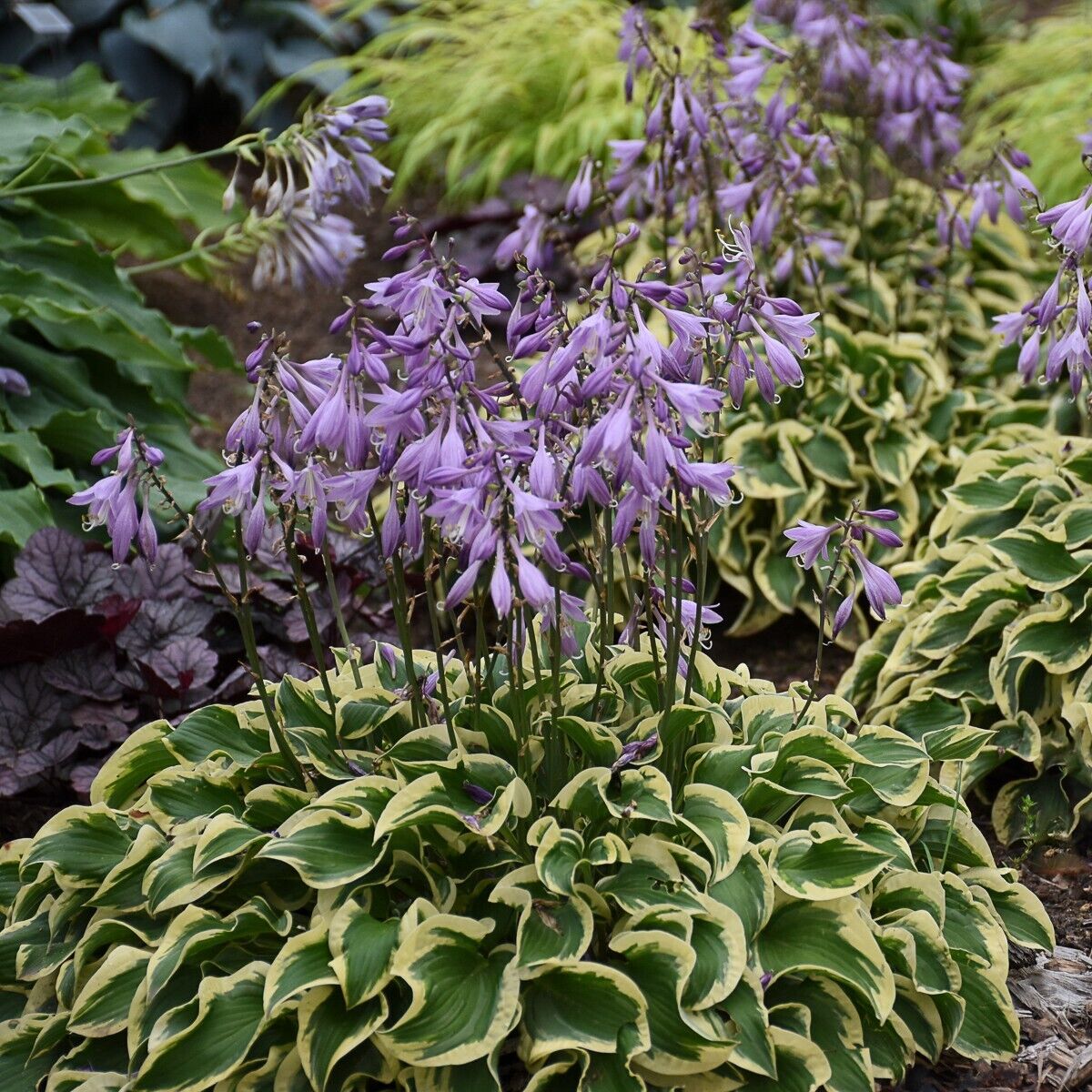 Hosta Wrinkle in Time Well Rooted 5.25" Pot Perennial Shade Hardy Plant