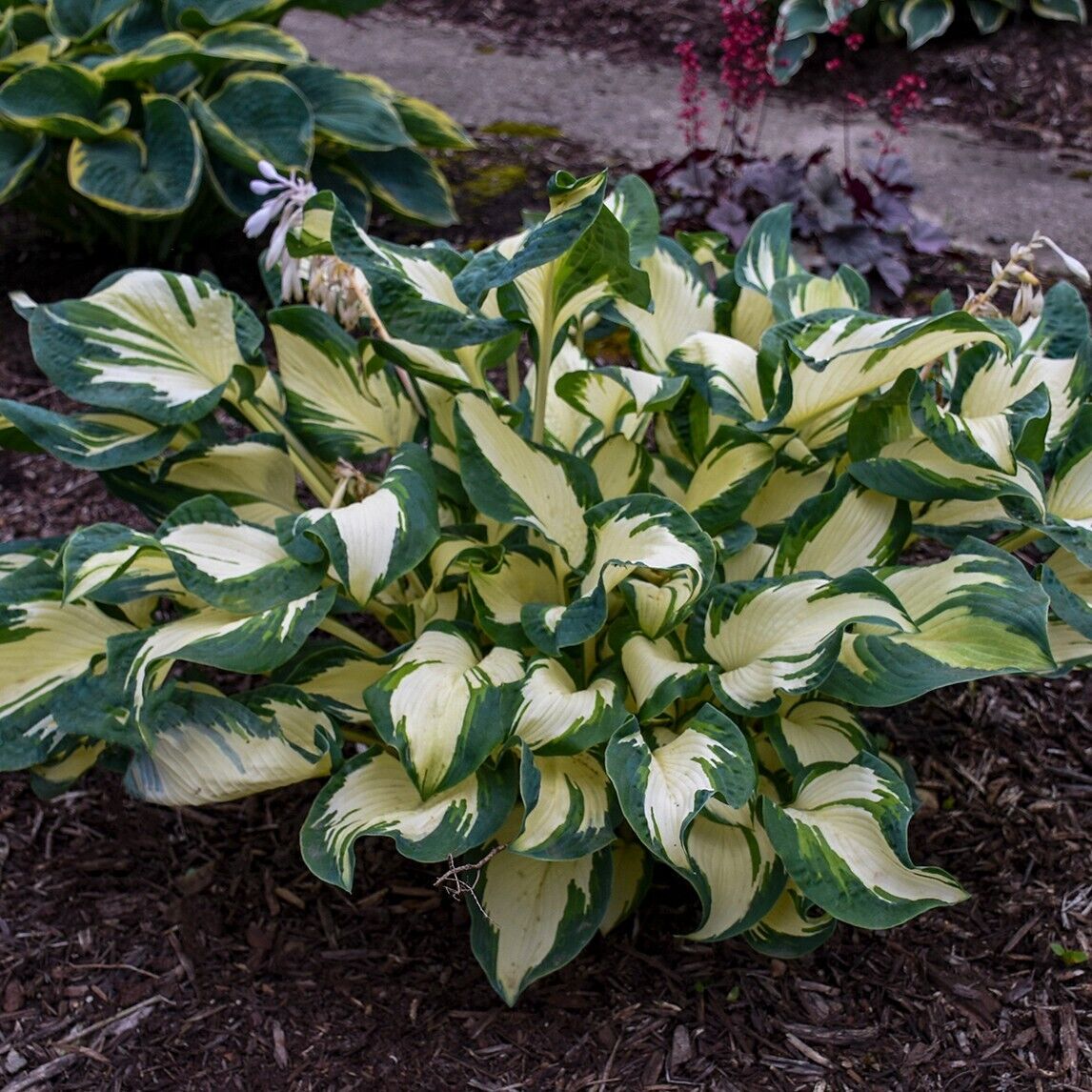 Hosta Hans 5.25" Pot Well Rooted Perennial Shade Plant Puckered and Twisted