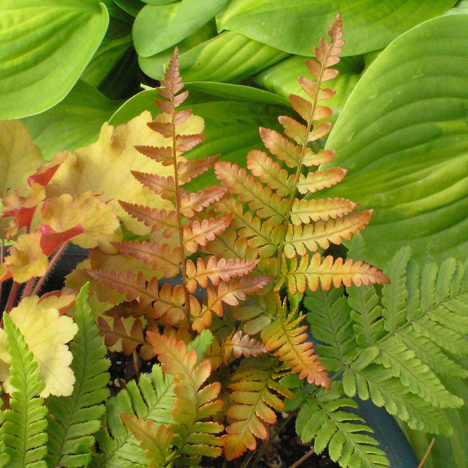 Dryopteris erythrosora 'Brilliance' Autumn Fern Well Rooted Plant 5.25" Pot
