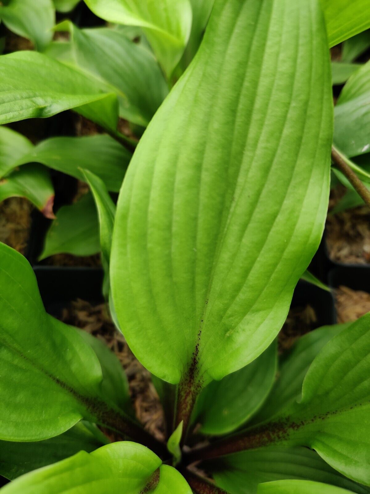 Hosta Xcuse Me Well Rooted 5.25" Pot Perennial  Plant Red Stems!