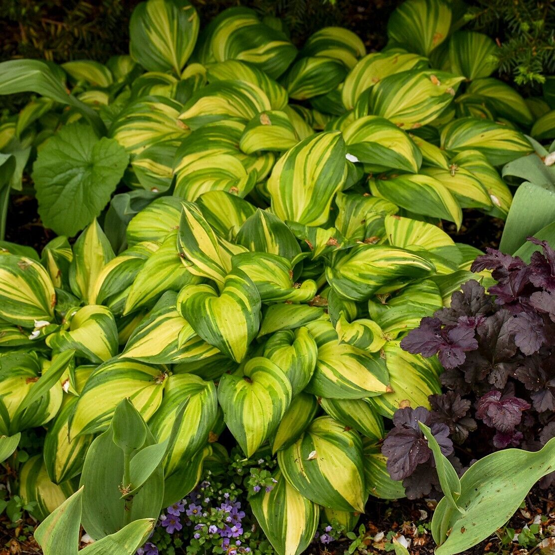Hosta Rainbow's End Well Rooted 5.25" Pot Perennial Shade Plant GORGEOUS!