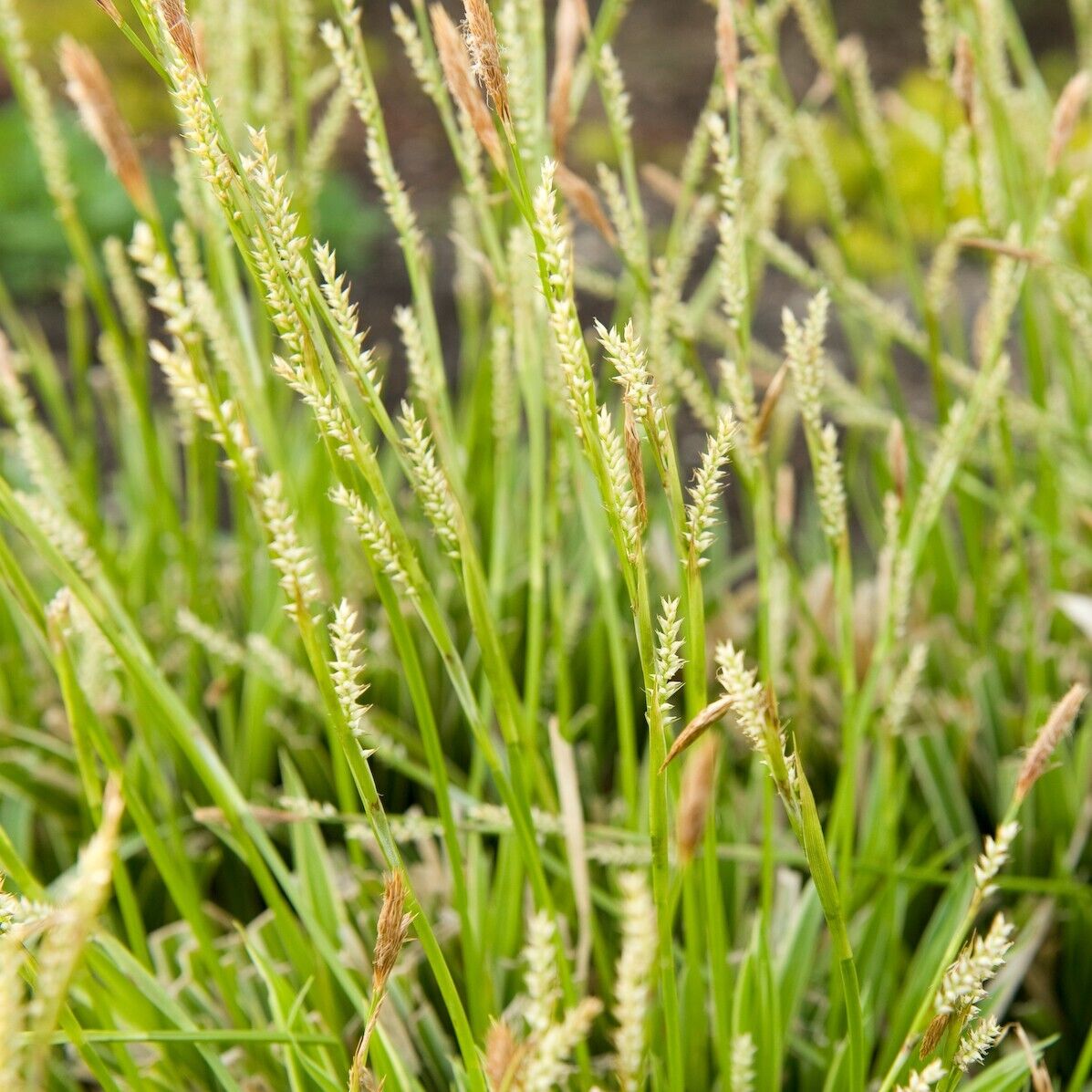 Carex marrowii 'Ice Dance' Variegated Sedge Shade Grass Hosta Companion