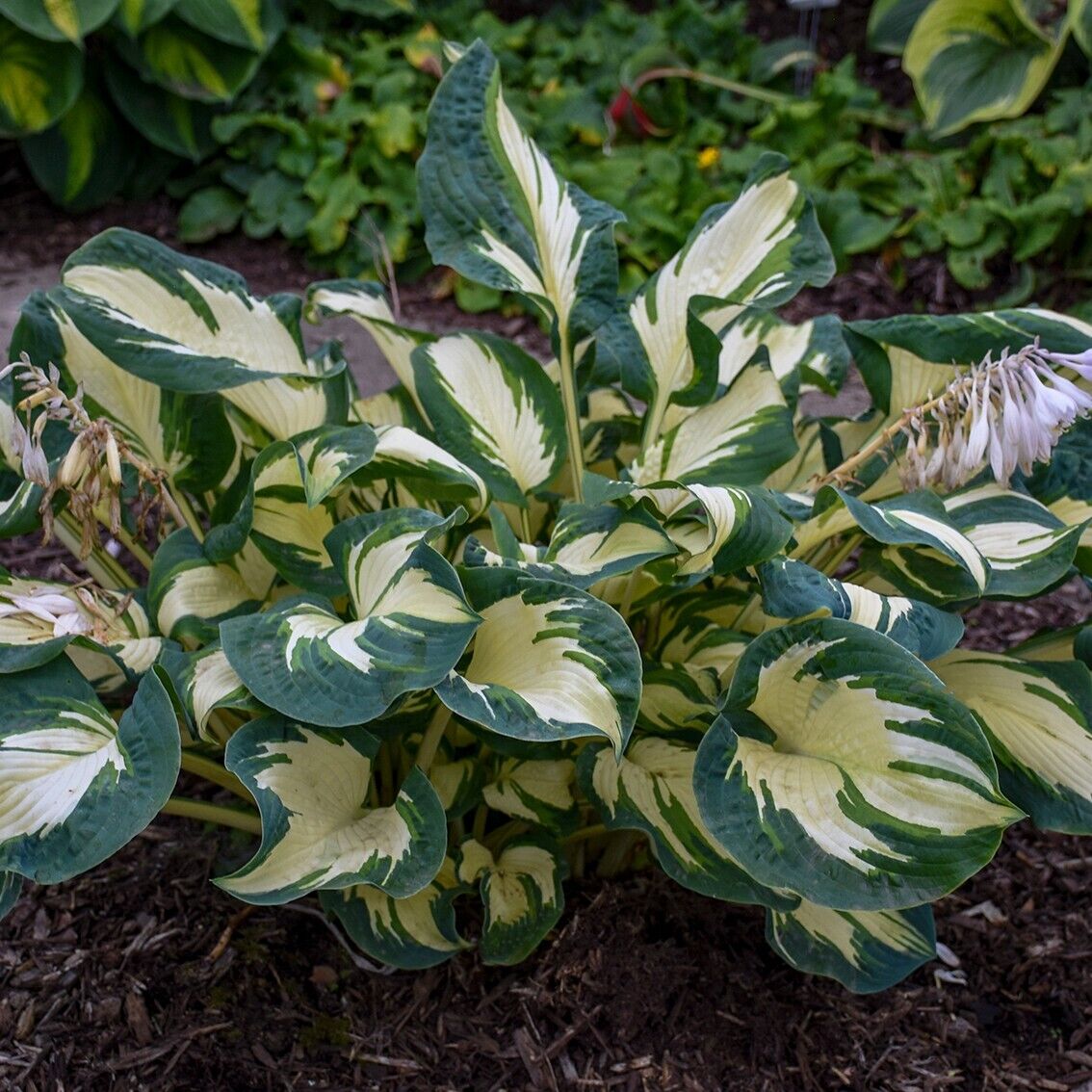 Hosta Hans 5.25" Pot Well Rooted Perennial Shade Plant Puckered and Twisted