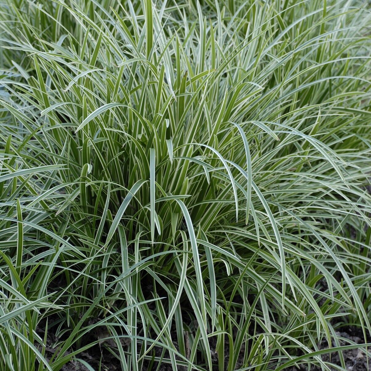 Carex marrowii 'Ice Dance' Variegated Sedge Shade Grass Hosta Companion