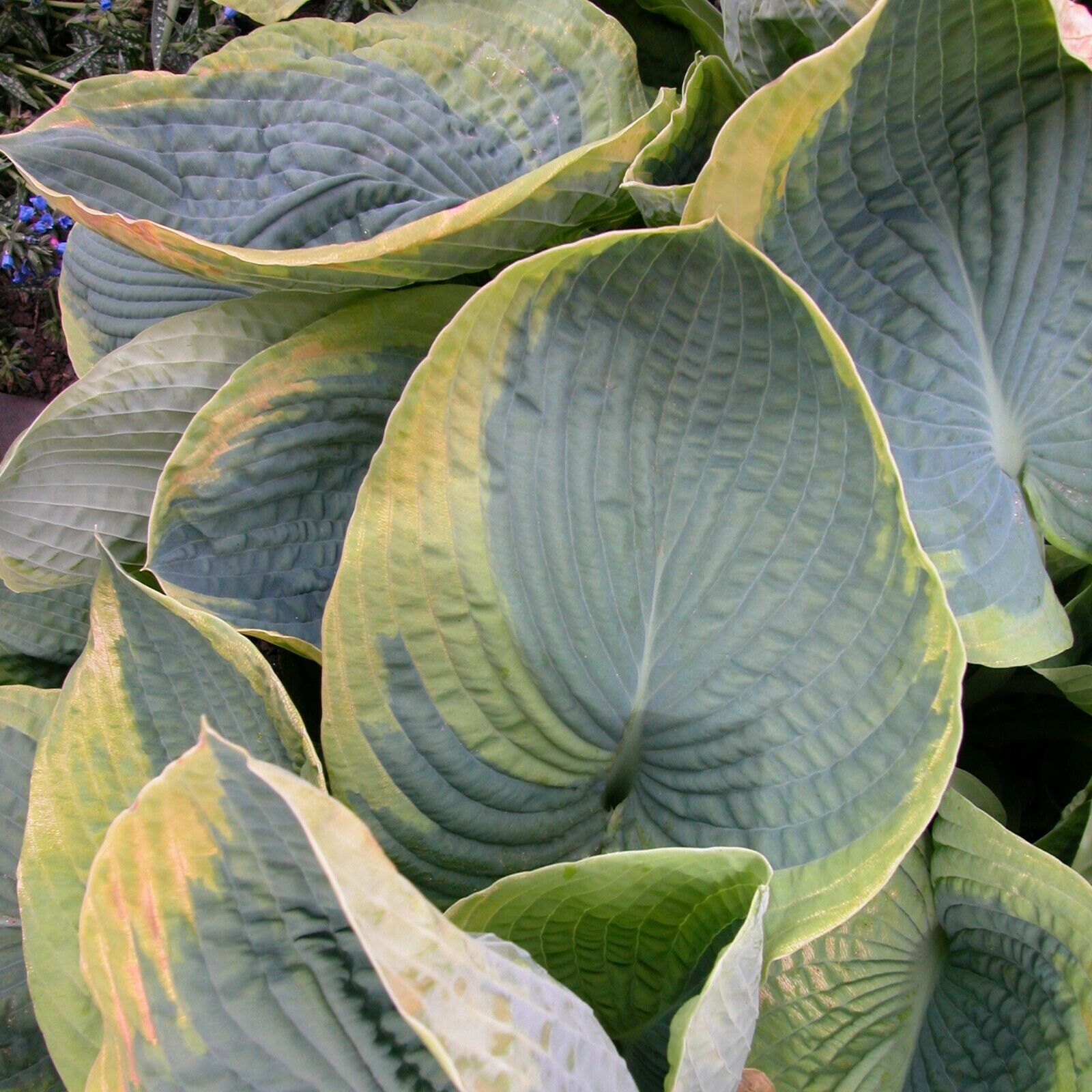 Hosta Frances Williams Rooted 5.25" Pot Perennial Shade Blue