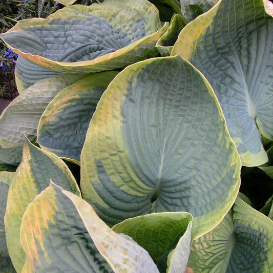 Hosta Frances Williams Rooted 5.25" Pot Perennial Shade Blue