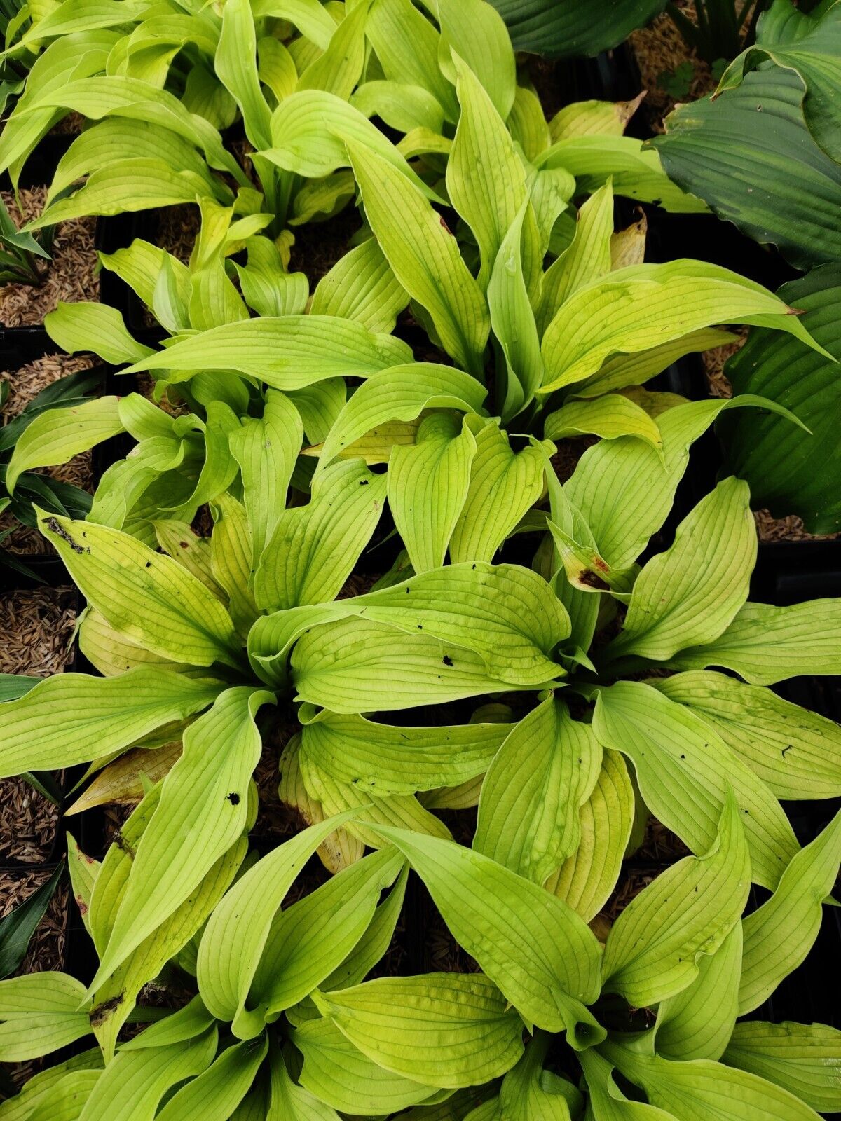 Hosta Relentless 5.25" Pot Well Rooted Perennial Shade Plant Full Season Yellow!