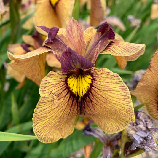 Iris pseudata 'Yarai' "Night Thunder' Plant Rooted 5.25" Pot Perennial
