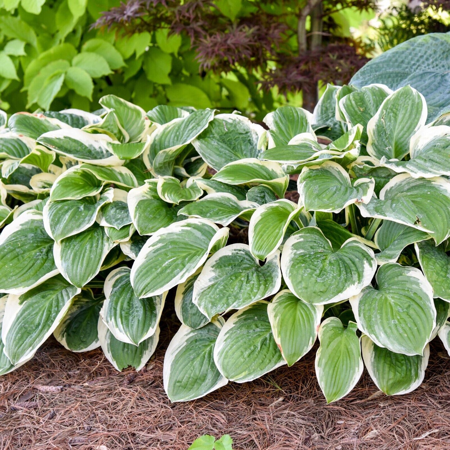 Hosta Royal Wedding Well Rooted 5.25" Pot Perennial Shade Hardy Plant