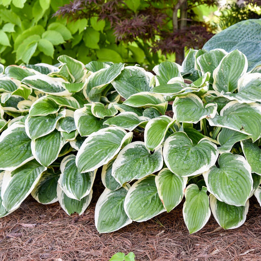 Hosta Royal Wedding Well Rooted 5.25" Pot Perennial Shade Hardy Plant