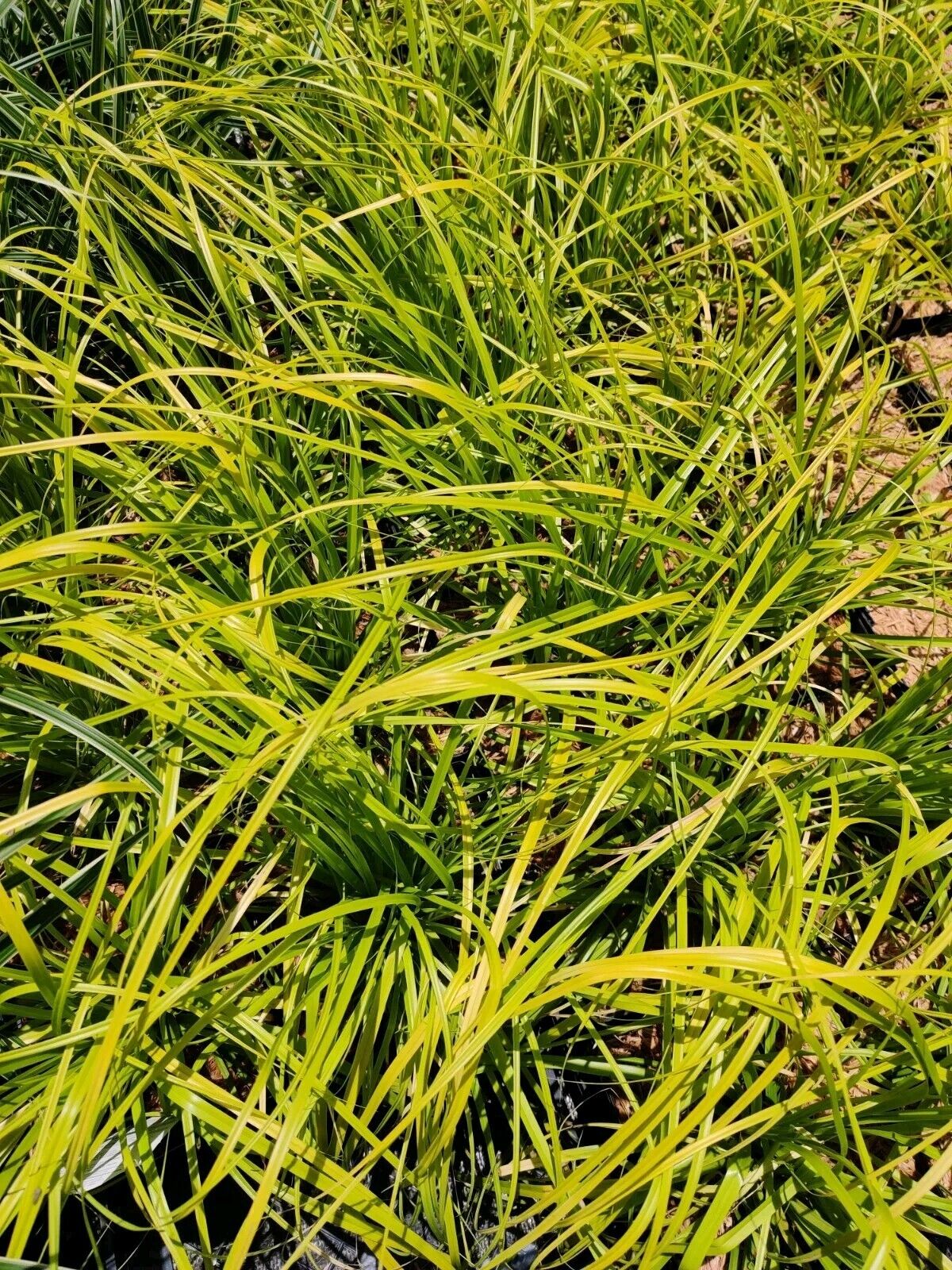 Evercolor 'Everillo' Japanese Sedge Carex Shade Grass Hosta Companion