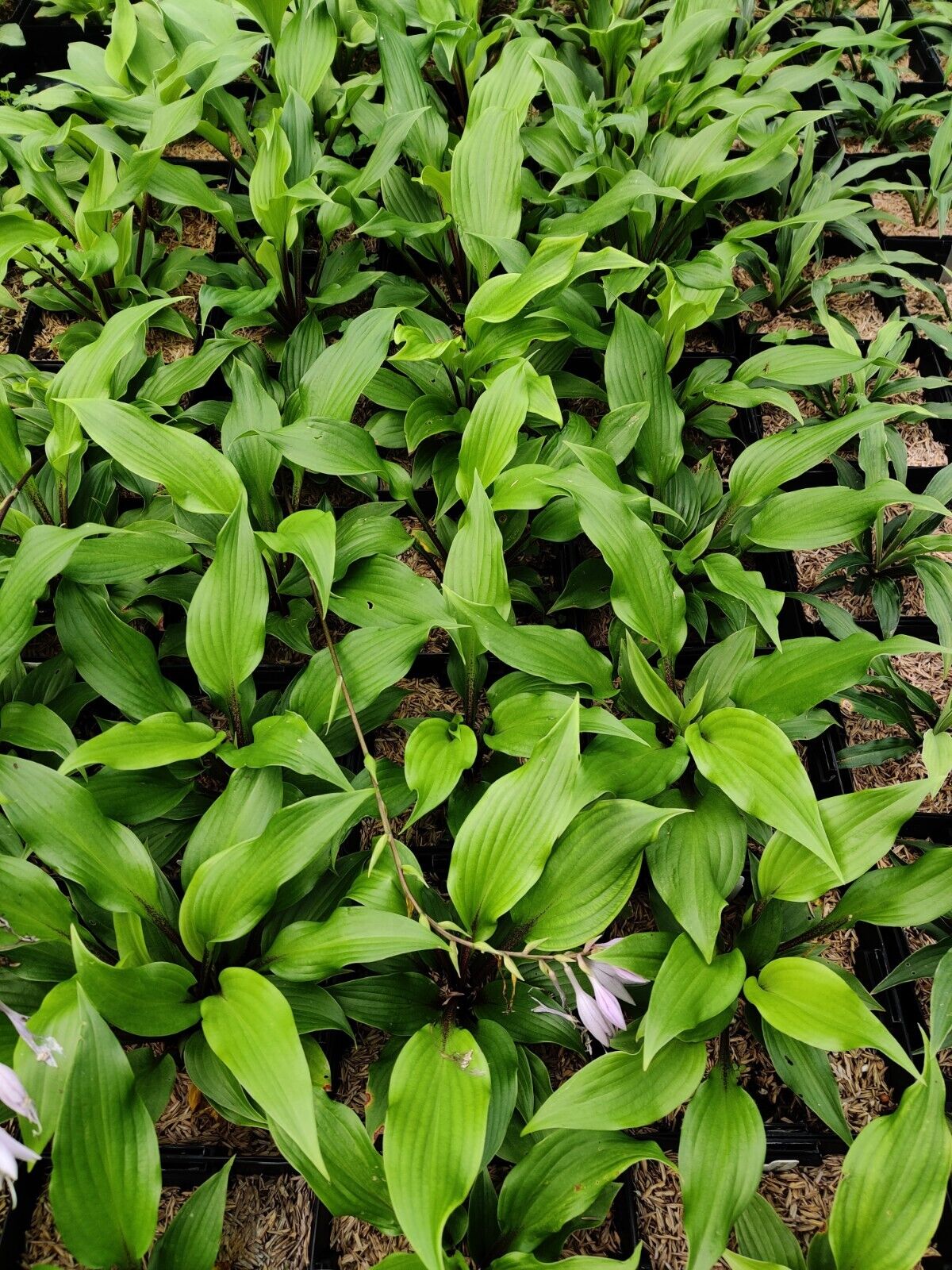 Hosta Xcuse Me Well Rooted 5.25" Pot Perennial  Plant Red Stems!