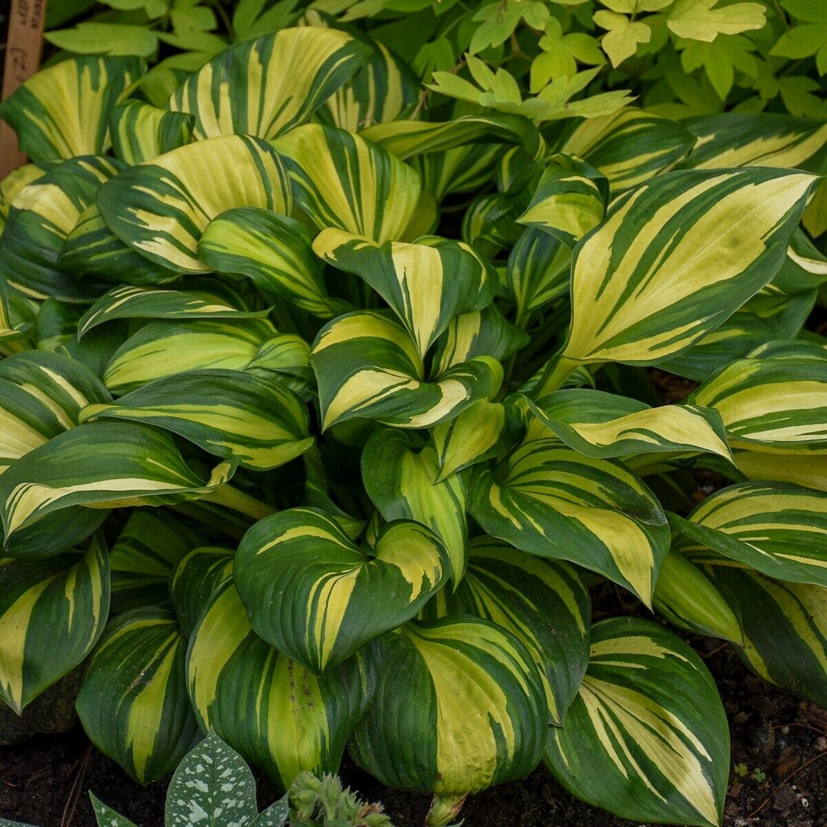 Hosta Rainbow's End Well Rooted 5.25" Pot Perennial Shade Plant GORGEOUS!