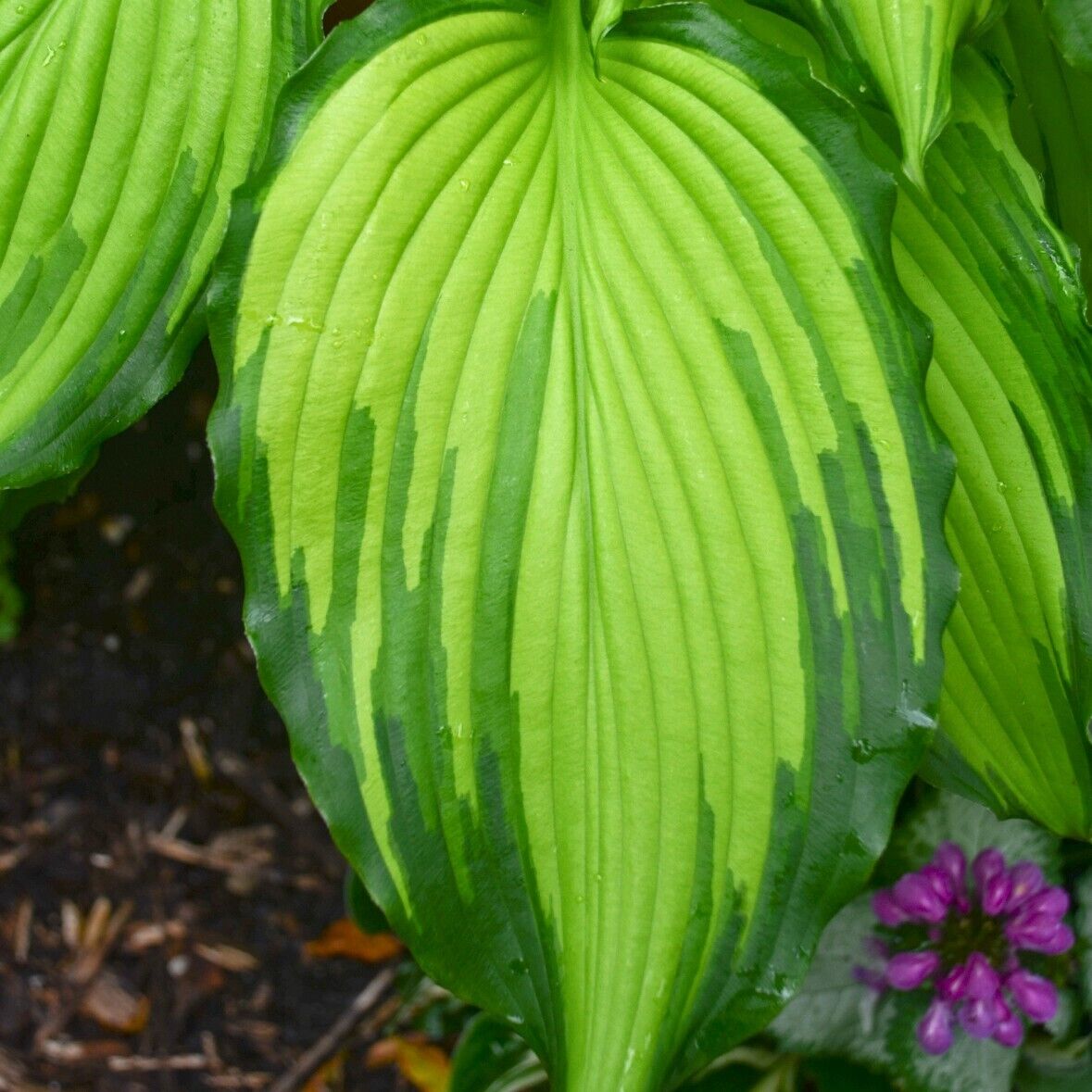 Hosta First Dance Well Rooted 5.25" Pot Perennial Shade