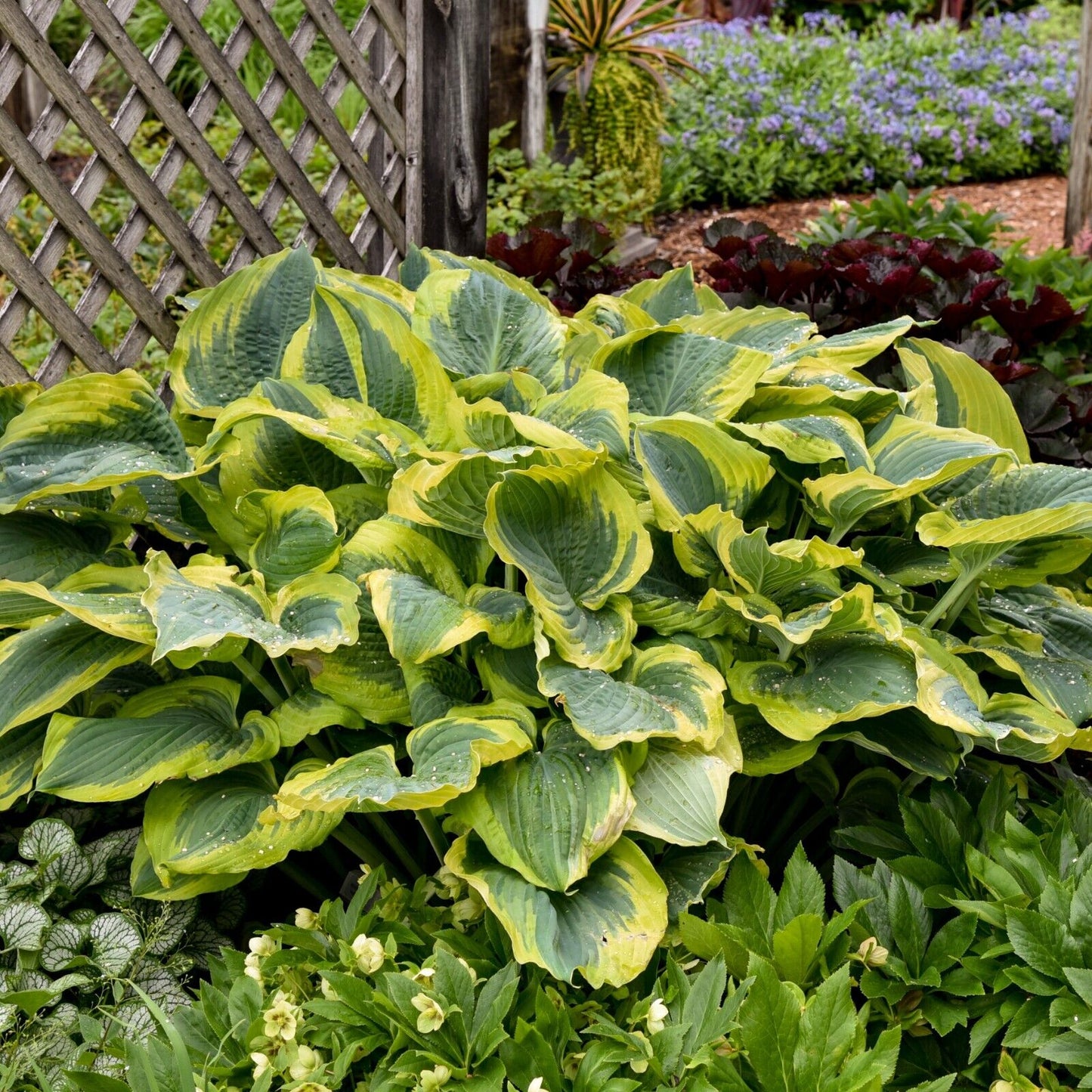 Hosta Seducer 5.25" Pot Well Rooted Perennial Shade Plant Proven Winners