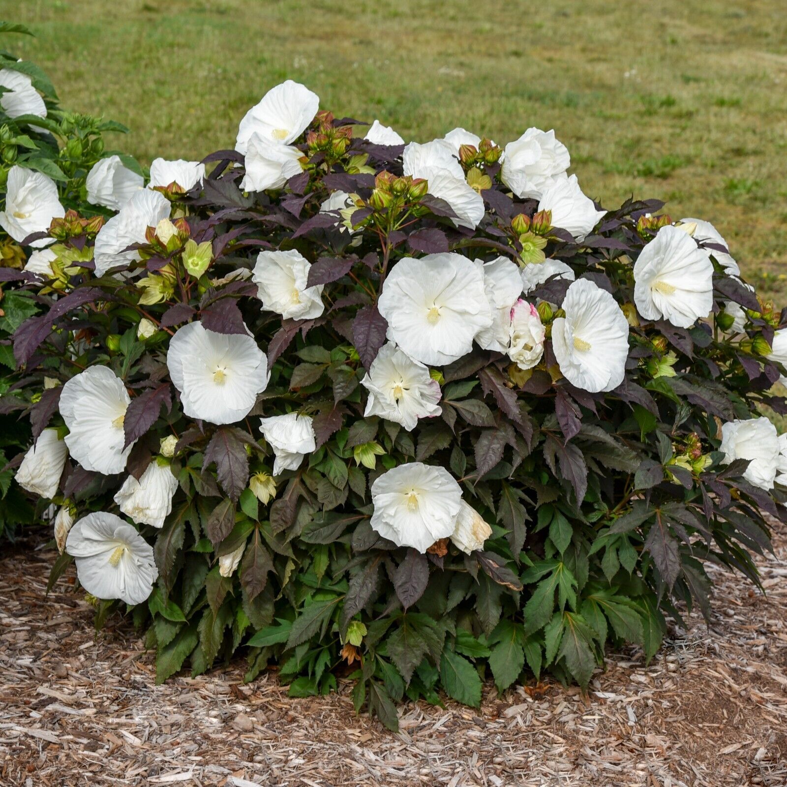Hibiscus Cookies and Cream 5.25" Pot Well Rooted Perennial Proven Winners