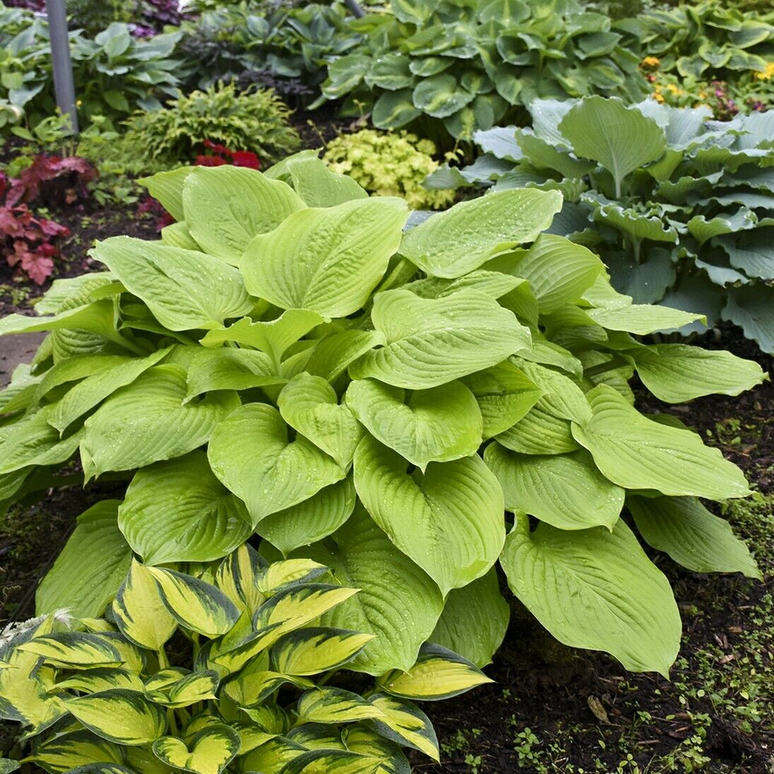 Hosta Age of Gold Well Rooted 5.25" Pot Perennial Shade Corrugated Plant