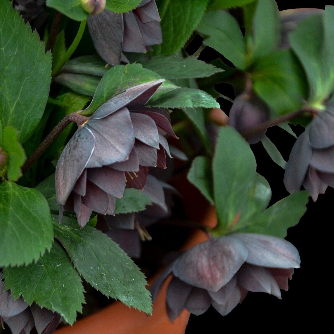 Hellebore 'Dashing Groomsmen' Well Rooted 5.25" Pot Perennial Plant Lenten Rose