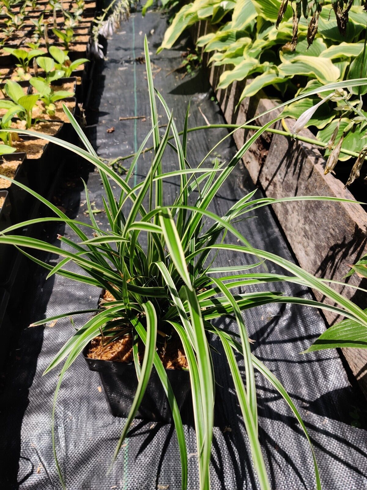 Carex marrowii 'Ice Dance' Variegated Sedge Shade Grass Hosta Companion