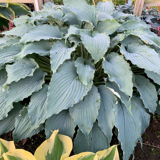 Hosta Wind Beneath My Wings  Rooted 5.25" Pot Perennial Shade BLUE