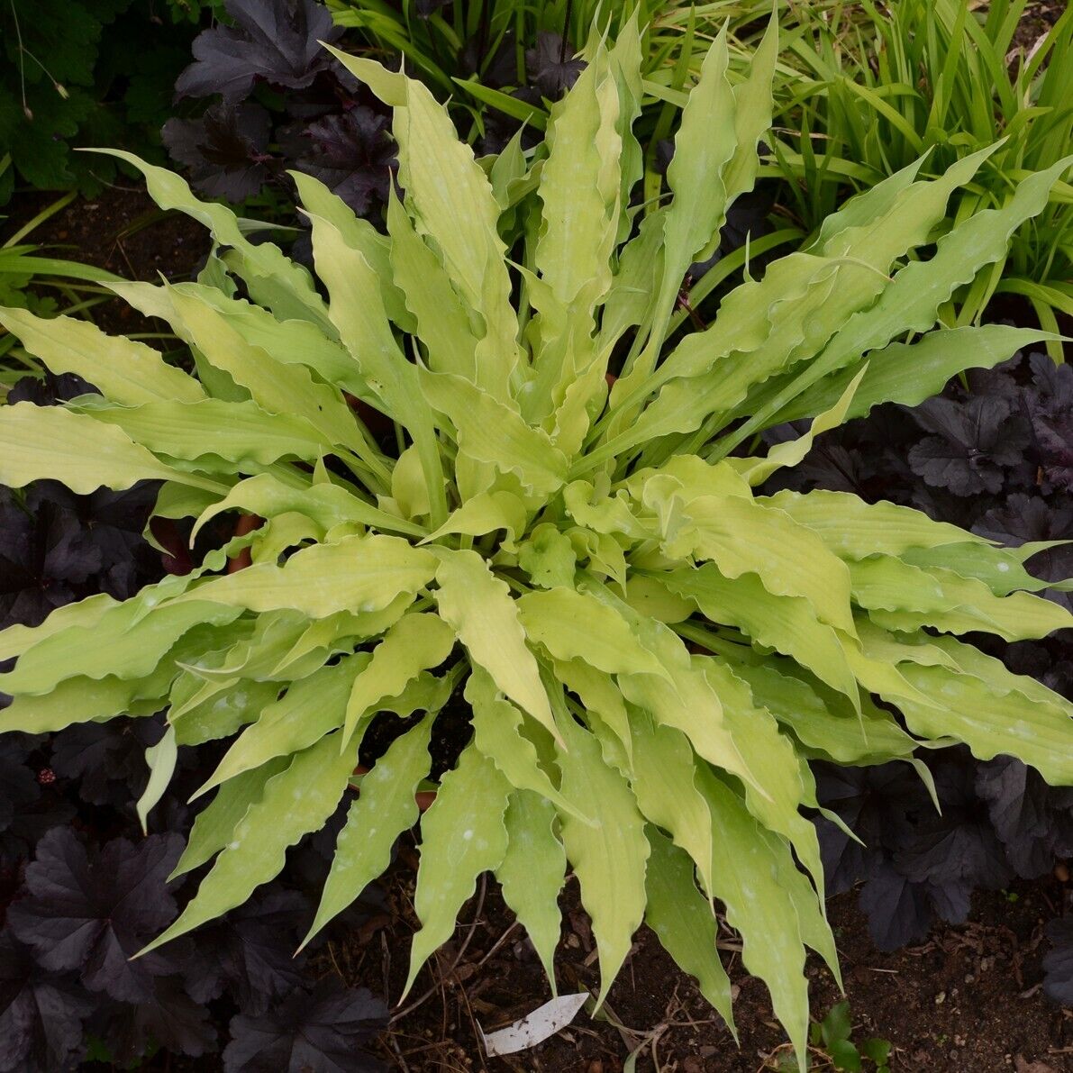 Hosta Wiggles and Squiggles Well Rooted 5.25" Pot Perennial Shade Plant