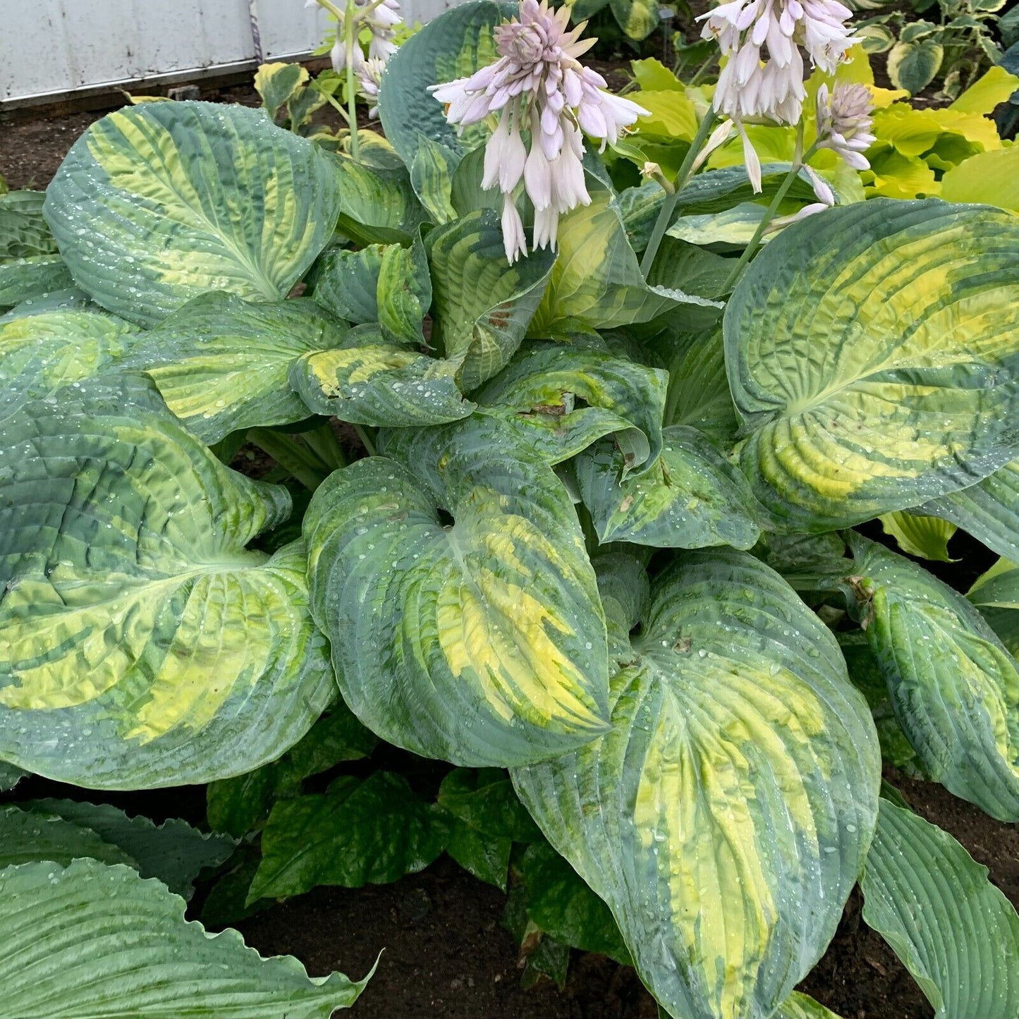 Hosta Sound of Music 5.25" Pot Well Rooted Perennial Shade Unique Huge Leaves