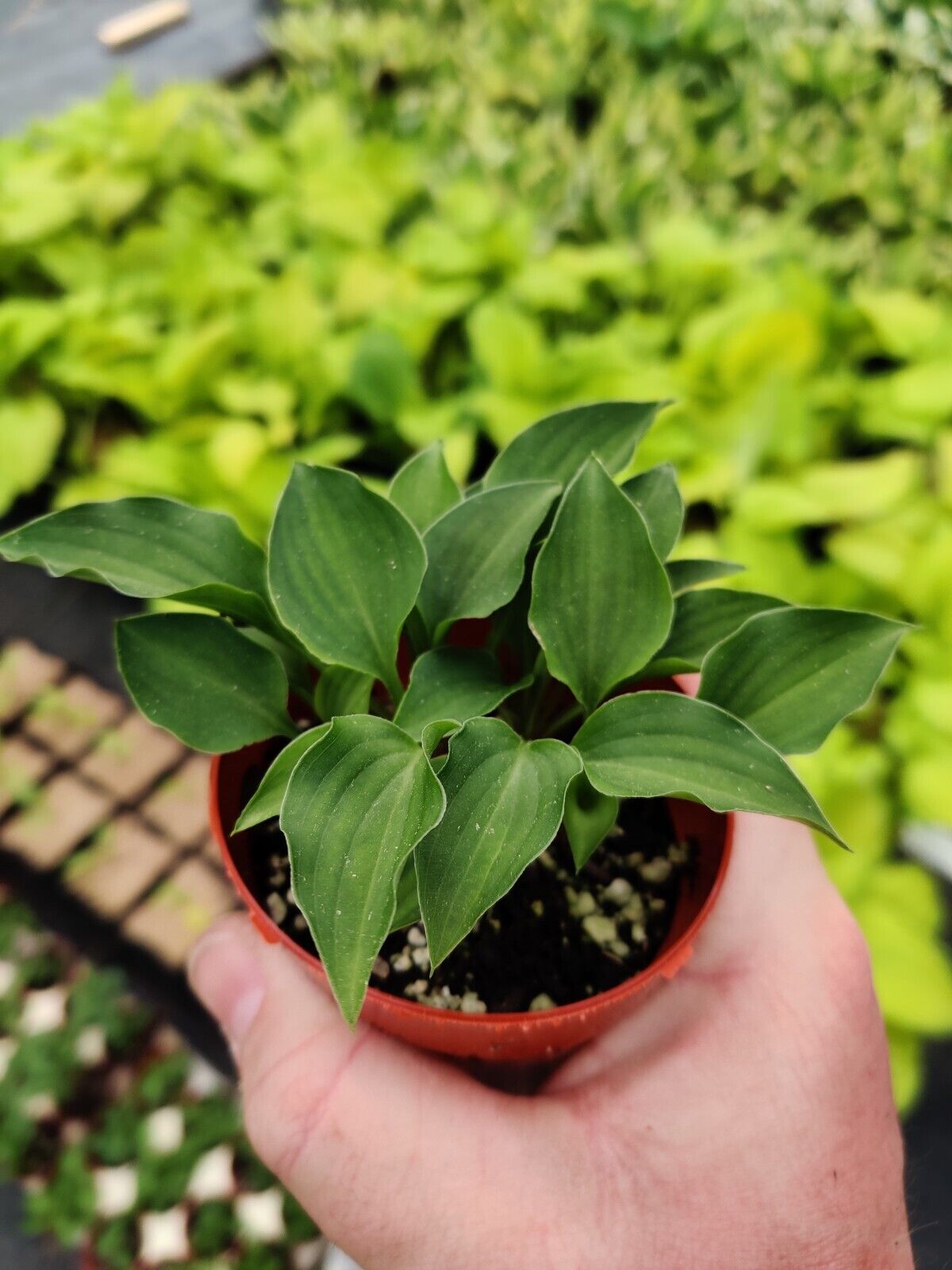 Hosta Rock Princess Well Rooted 2" Pot Perennial Shade True Miniature