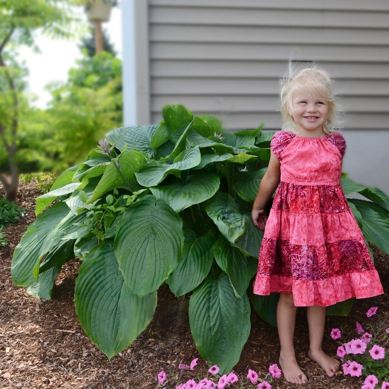 Hosta Empress Wu 5.25" Pot Perennial Shade Proven Winners Hosta of the Year 2023