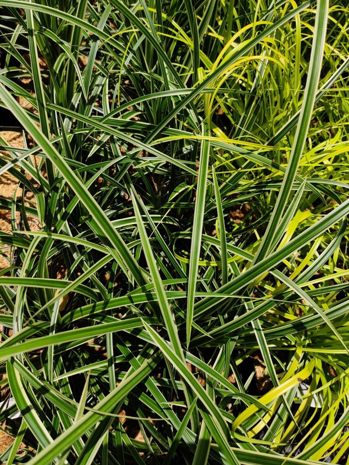 Carex marrowii 'Ice Dance' Variegated Sedge Shade Grass Hosta Companion