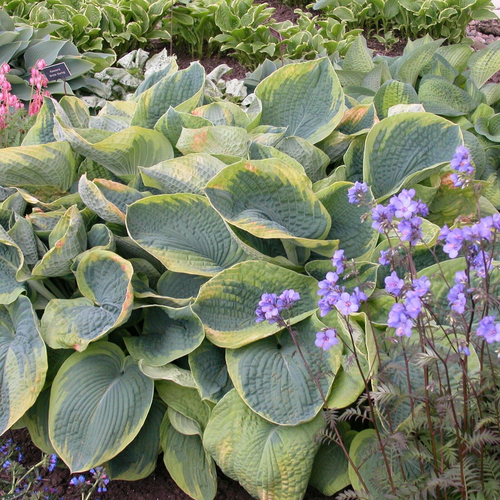 Hosta Frances Williams Rooted 5.25" Pot Perennial Shade Blue