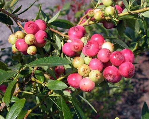 Pink Lemonade Blueberry Edible Fast Growing Fruit 5.25" Pot Perennial UNIQUE