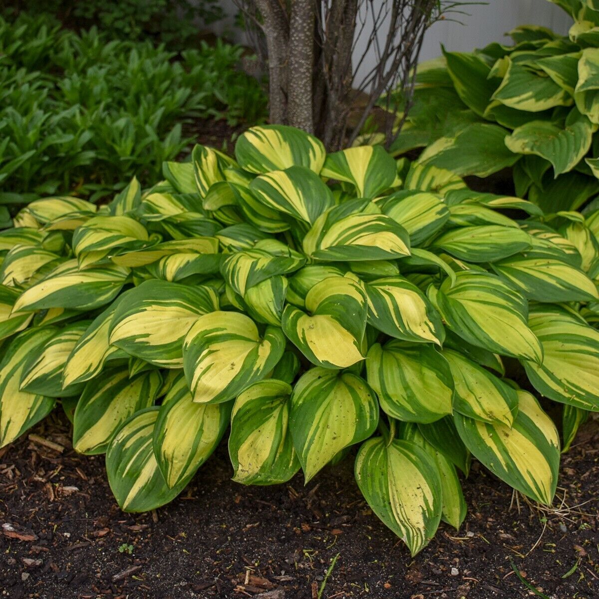 Hosta Rainbow's End Well Rooted 5.25" Pot Perennial Shade Plant GORGEOUS!