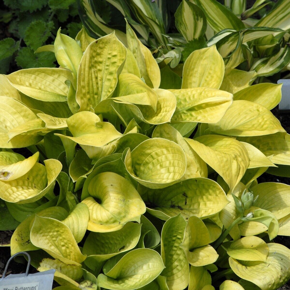 Hosta Maui Buttercups 5.25" Pot Well Rooted Perennial Shade Small and Colorful