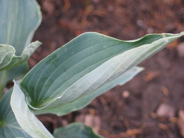 Hosta Silver Tongued Devil 5.25" Pot Well Rooted Perennial Shade Folded Leaves
