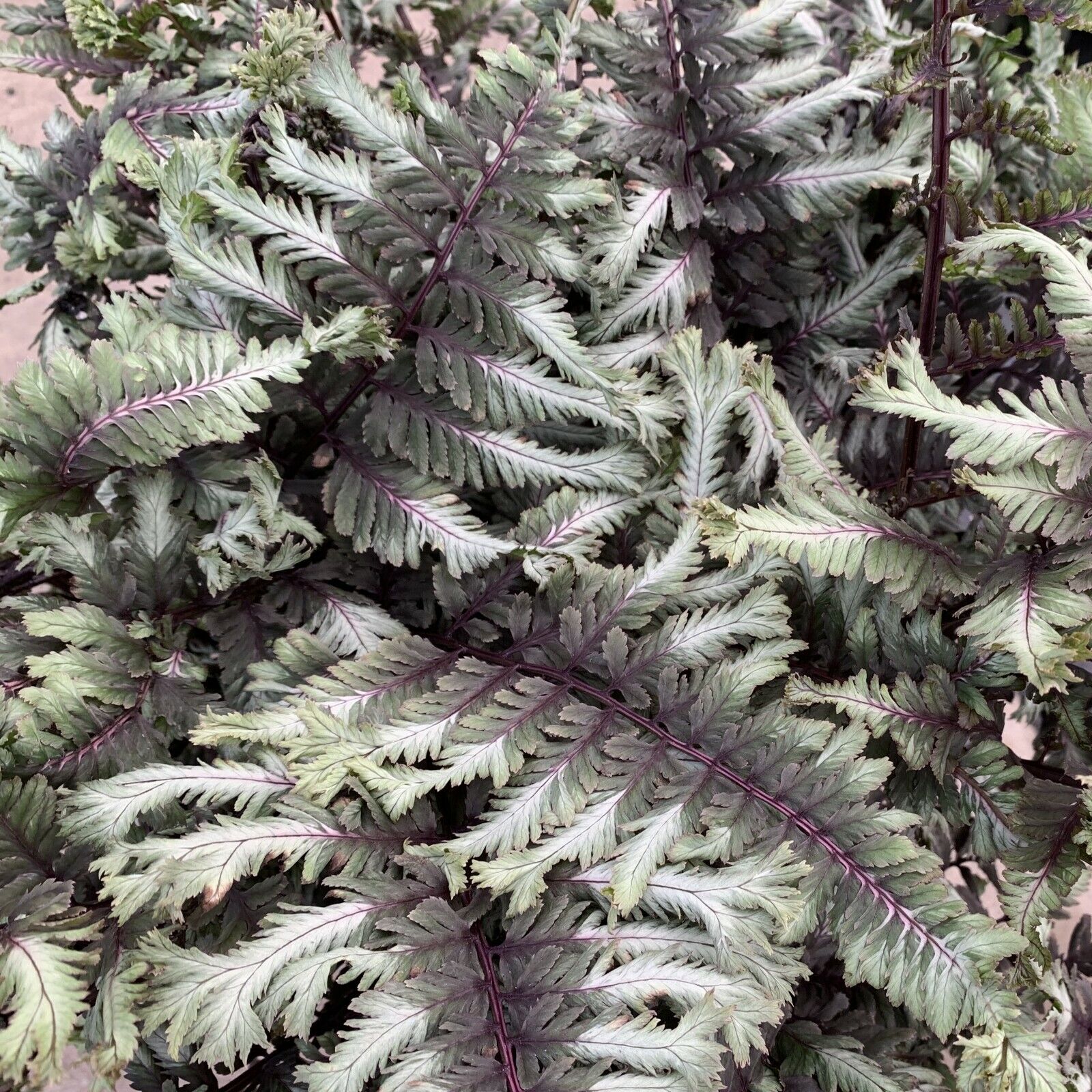 Athyrium niponicum 'Crested Surf' 5.25" Pot Perennial Proven Winners Fern