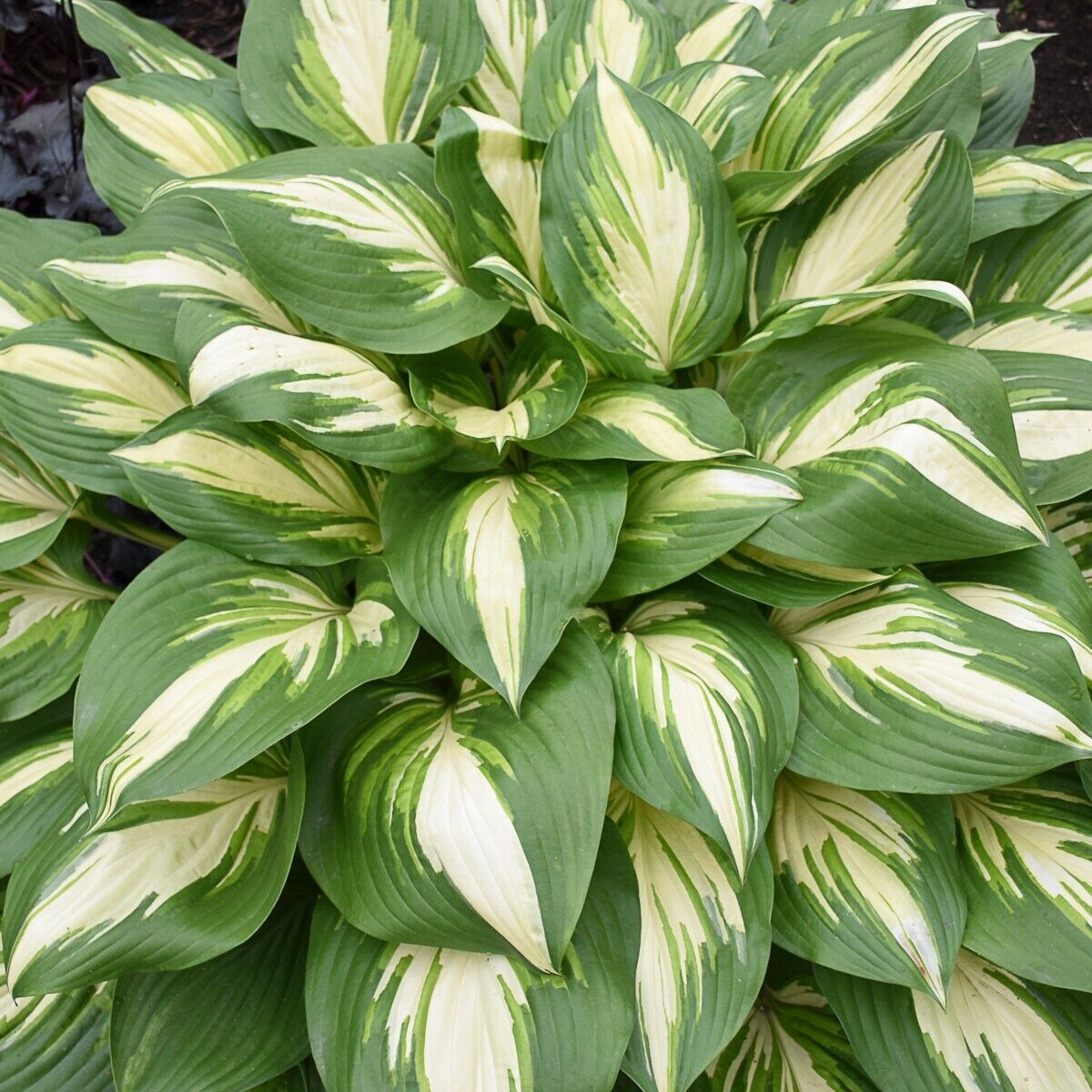 Hosta Miss America 5.25" Pot Well Rooted Perennial Shade 2025 Hosta of the Year!