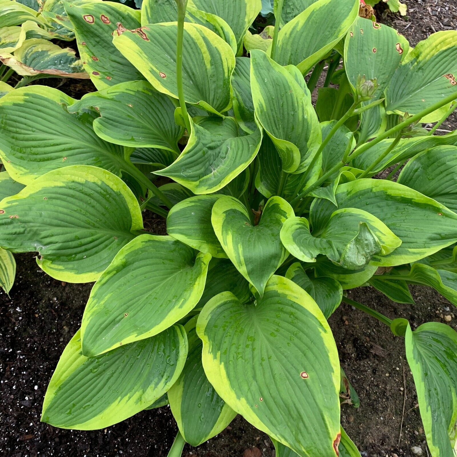 Hosta Lone Star 5.25" Pot Well Rooted Perennial Shade Plant Proven Winners