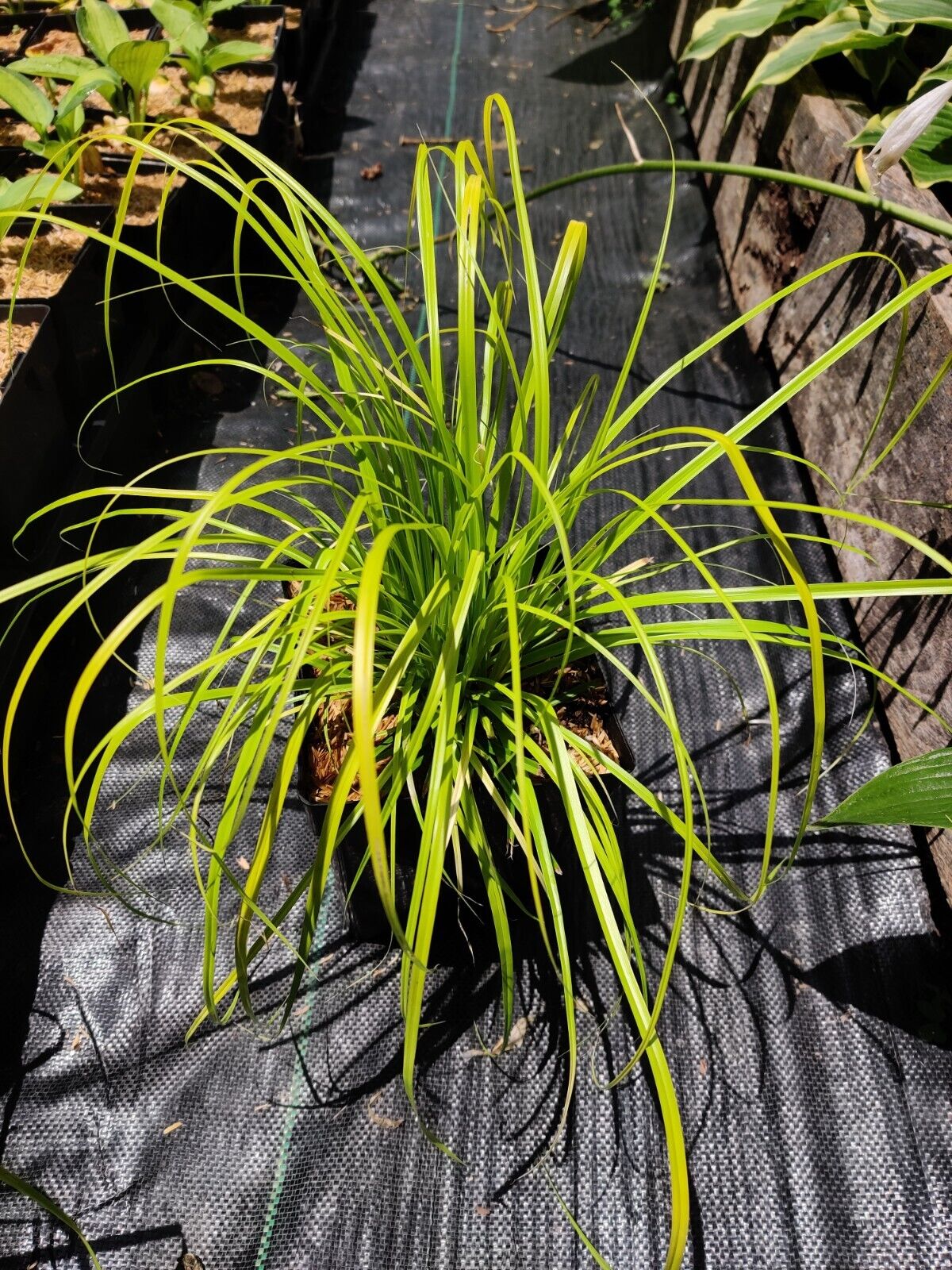 Evercolor 'Everillo' Japanese Sedge Carex Shade Grass Hosta Companion