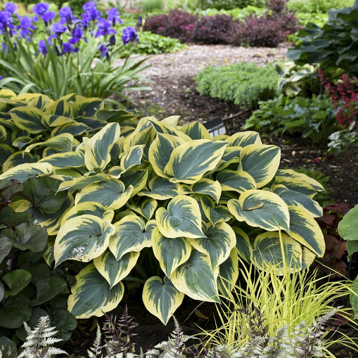 Hosta First Frost Well Rooted 5.25" Pot Perennial Shade Plant NOT A STARTER PLUG
