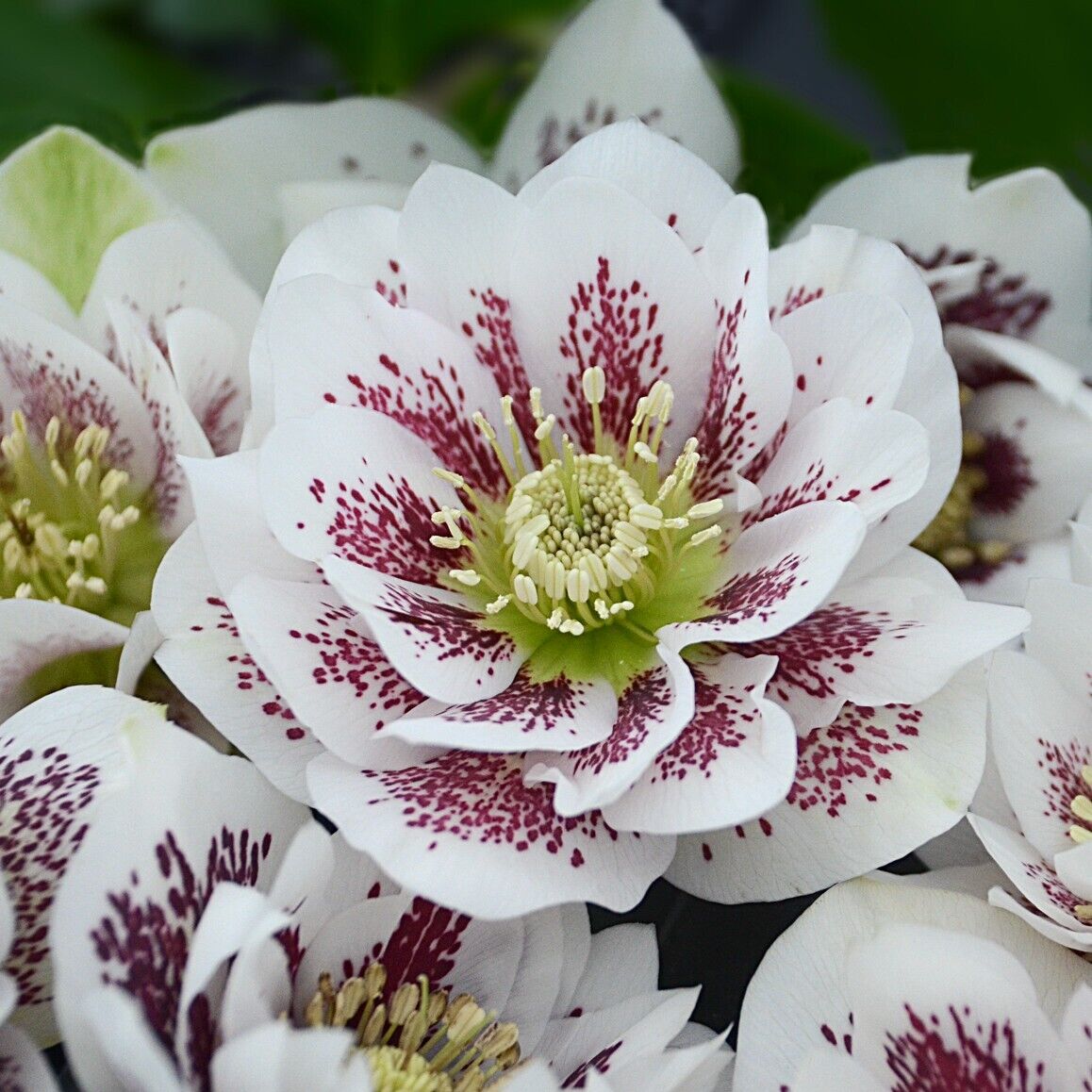 Hellebore 'Confetti Cake' Well Rooted 5.25" Perennial Plant Lenten Rose