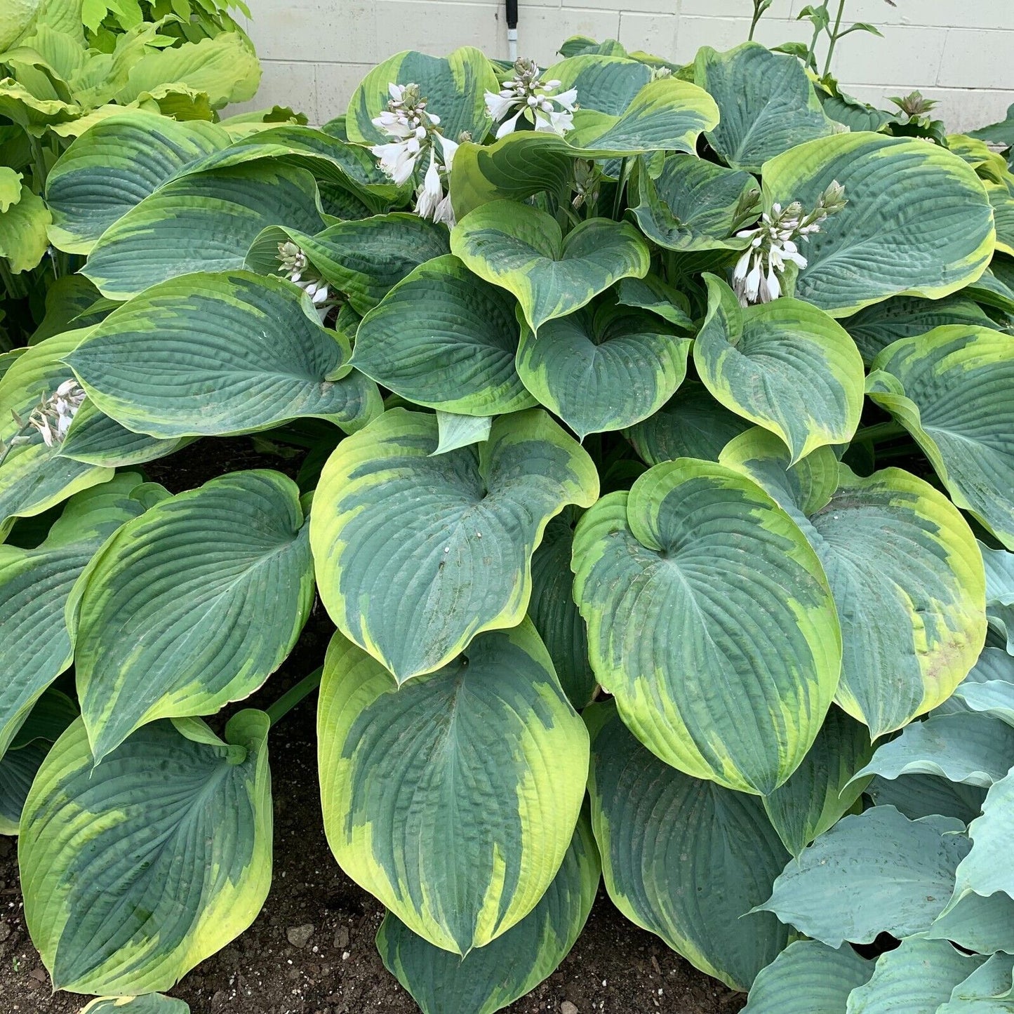 Hosta Terms of Endearment 5.25" Pot Well Rooted Perennial Shade Plant Flowers
