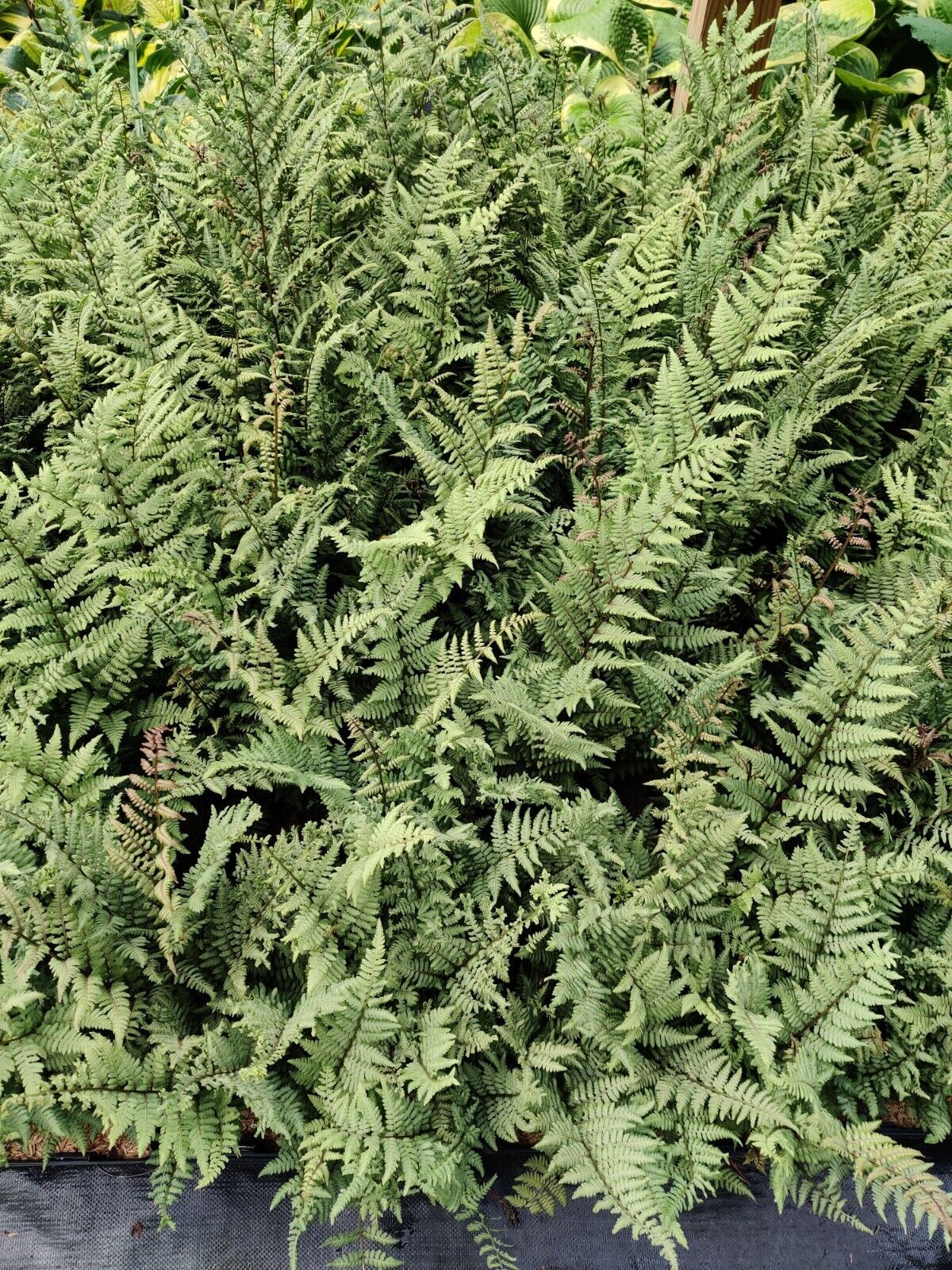 Athyrium 'Ghost' 5.25" Pot Perennial Fern Shade Plant Hybrid Hosta